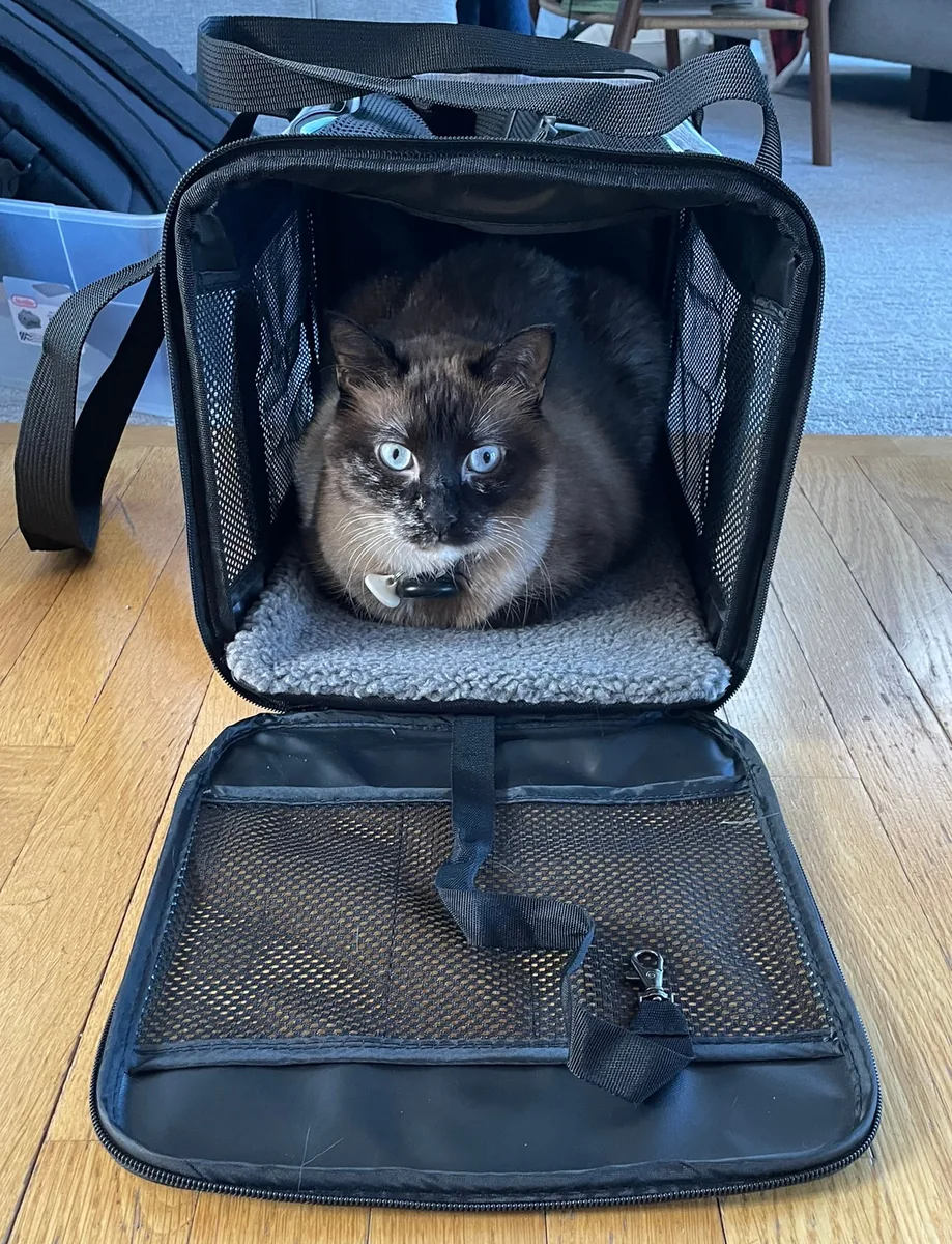 キャリーに入った猫